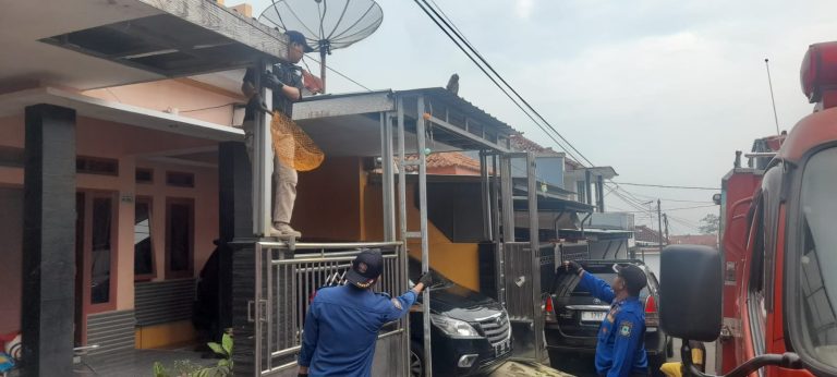 Anggota UPT Damkar Satpol PP Kabupaten Kuningan lakukan penangkapan Kera Ekor Panjang, di Perum Jananuraga, Rabu (25/12/2024).
