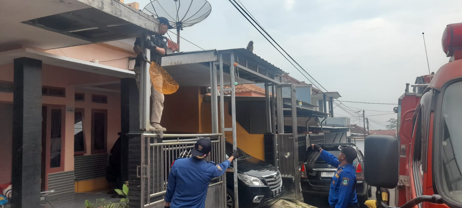 Anggota UPT Damkar Satpol PP Kabupaten Kuningan lakukan penangkapan Kera Ekor Panjang, di Perum Jananuraga, Rabu (25/12/2024).