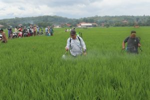 Kendalikan Hama Penyakit Pertanian Diskatan Kuningan Gencarkan Gerdal OPT2