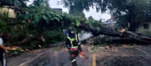 Pohon Asam Berdiameter 1,3 Meter Roboh Tutup Akses Jalur Utama Kuningan – Cirebon