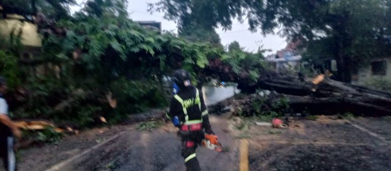 Pohon Asam Berdiameter 1,3 Meter Roboh Tutup Akses Jalur Utama Kuningan – Cirebon