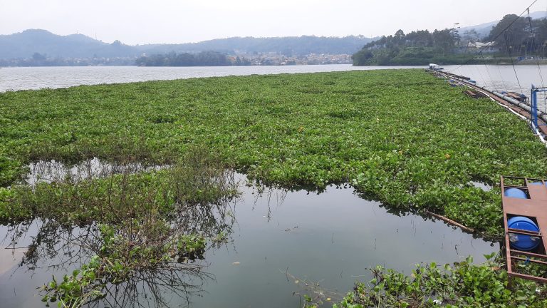 Paska Operasi Basmi Eceng Gondok Waduk Darma Belum Bersih, Ini Jawaban PAM Tirta Kamuning