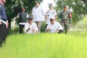 Teknologi Semai Culik Inovasi Pertanian Kuningan Sebagai Kunci Percepatan Tanam