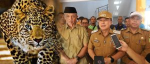 Macan Tutul Terjebak Di Gedung Balai Desa, Bupati Kuningan Turun Langsung Ke Lokasi Kejadian
