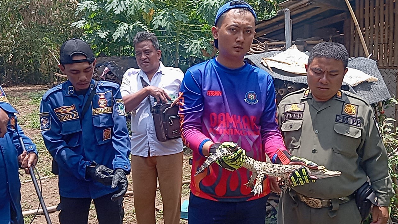 Buaya Muara Di Desa Jambugeulis Cigandamekar Dievakuasi Damkar Kuningan