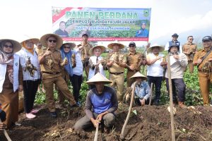 Gelaran Panen Perdana Demplot Budidaya Ubi Jalar Bukti BAKTI TASKIN Dukung Ketahanan Pangan Dan Kesejahteraan Rakyat