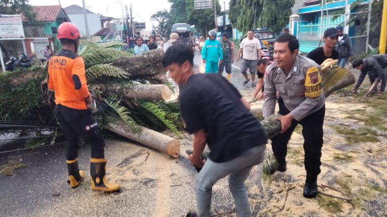 Pohon Plamboyan Tua Tumbang Sumbat Arus Lalu Lintas Di Perlintasan Jalan Bandorasawetan