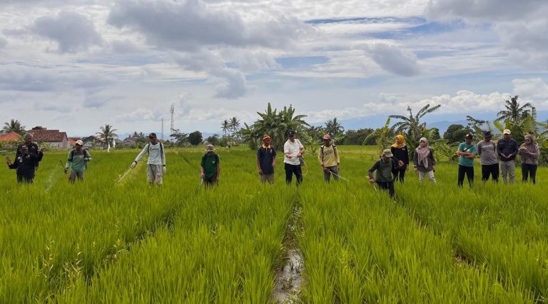 Wahyu Kembali Ke Habitat Dan Langsung Pimpin Perlawanan Terhadap Hama Pengganggu Tanaman