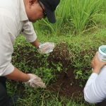 Kepala Diskatan Kuningan Pimpin Langsung Perang Terhadap Hama Padi