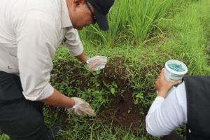 Kepala Diskatan Kuningan Pimpin Langsung Perang Terhadap Hama Padi