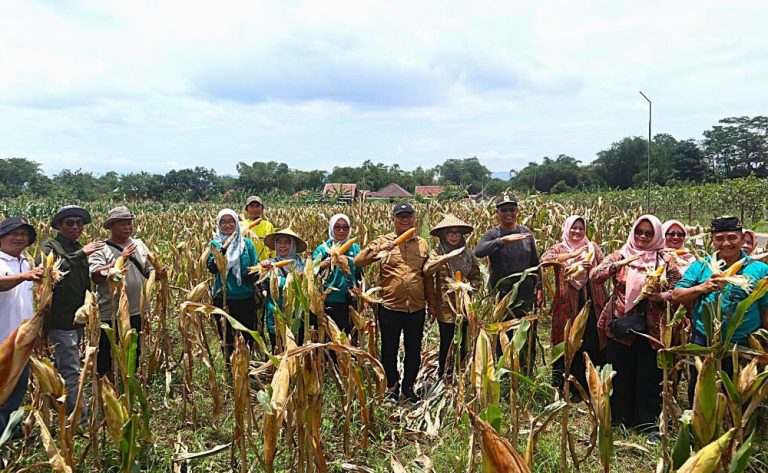 Luar Biasa, Total Produksi Jagung Kabupaten Kuningan Tahun 2025 Tembus 17.556 Ton