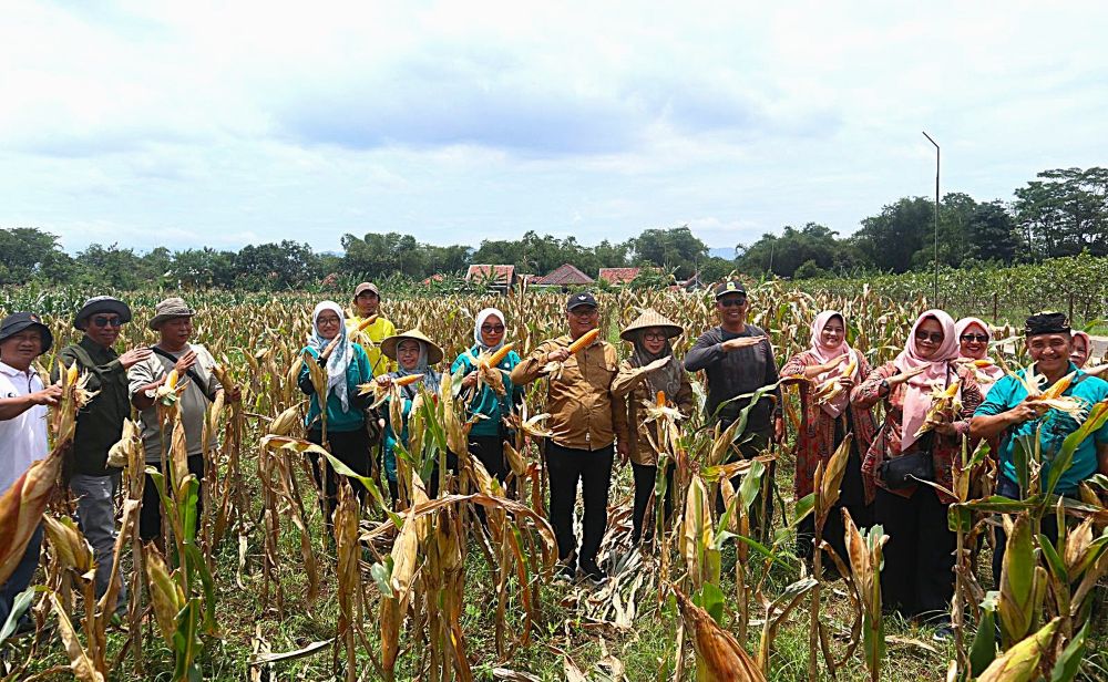 Luar Biasa, Total Produksi Jagung Kabupaten Kuningan Tahun 2025 Tembus 17.556 Ton