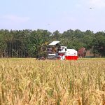 Saat Daerah Lain Baru Mulai Panen Bulan April Kuningan Salip Waktu, 78% Sawah Tuntas Panen Pada Maret 2026