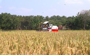 Saat Daerah Lain Baru Mulai Panen Bulan April Kuningan Salip Waktu, 78% Sawah Tuntas Panen Pada Maret 2026