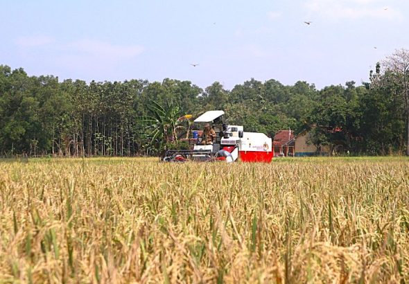 Saat Daerah Lain Baru Mulai Panen Bulan April Kuningan Salip Waktu, 78% Sawah Tuntas Panen Pada Maret 2026