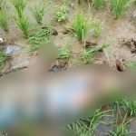 Diduga Akibat Terkena Serangan Jantung, Warga Cibeureum Ditemukan Meninggal Dunia Di Petak Sawah