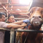 Ini Alasan Si Diego Sapi Milik Yuswardi Dari Desa Cilaja Kramatmulya Kuningan Terpilih Menjadi Hewan Kurban Presiden RI