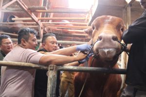 Ini Alasan Si Diego Sapi Milik Yuswardi Dari Desa Cilaja Kramatmulya Kuningan Terpilih Menjadi Hewan Kurban Presiden RI