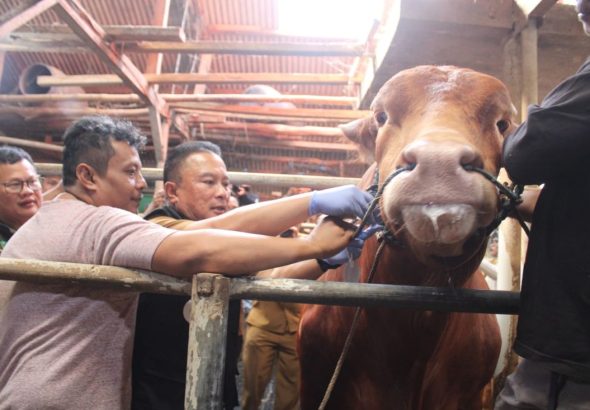 Ini Alasan Si Diego Sapi Milik Yuswardi Dari Desa Cilaja Kramatmulya Kuningan Terpilih Menjadi Hewan Kurban Presiden RI