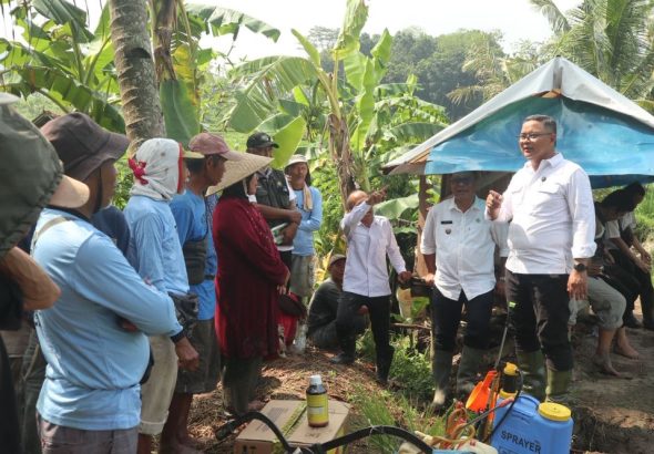 Petani Kuningan Terapkan Pengendalian Penggerek Batang Berbasis Ekosistem Untuk Tekan Serangan Hama Sejak Dini