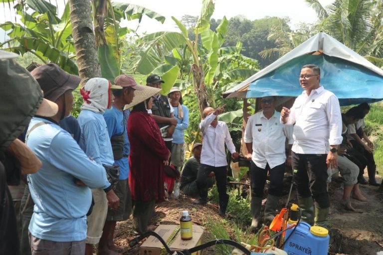 Petani Kuningan Terapkan Pengendalian Penggerek Batang Berbasis Ekosistem Untuk Tekan Serangan Hama Sejak Dini