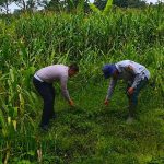 Satlantas Polres Kuningan Gelar Operasi Cabut Rumput di Lahan Perkebunan Jagung Bersama Dinas Pertanian Cidahu