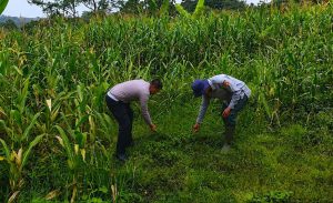 Satlantas Polres Kuningan Gelar Operasi Cabut Rumput di Lahan Perkebunan Jagung Bersama Dinas Pertanian Cidahu