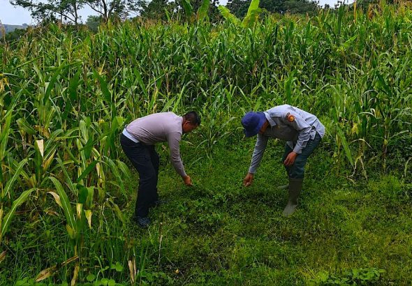 Satlantas Polres Kuningan Gelar Operasi Cabut Rumput di Lahan Perkebunan Jagung Bersama Dinas Pertanian Cidahu