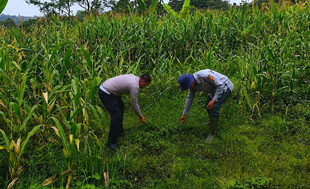 Satlantas Polres Kuningan Gelar Operasi Cabut Rumput di Lahan Perkebunan Jagung Bersama Dinas Pertanian Cidahu