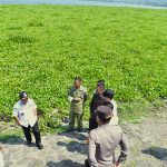 Waduk Darma Kembali Diserang Eceng Gondok Ini Yang Dilakukan Pemda Kuningan