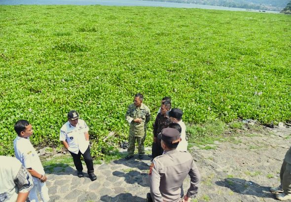 Waduk Darma Kembali Diserang Eceng Gondok Ini Yang Dilakukan Pemda Kuningan