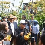 Panen Raya Buah Naga Kuning, Bukti Pertanian Kini Menjanjikan untuk Anak Muda