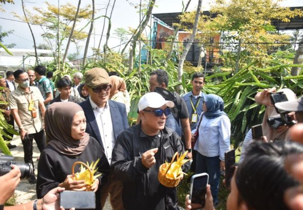 Panen Raya Buah Naga Kuning, Bukti Pertanian Kini Menjanjikan untuk Anak Muda