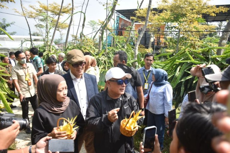 Panen Raya Buah Naga Kuning, Bukti Pertanian Kini Menjanjikan untuk Anak Muda